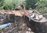 Skandal Penebangan Pohon Hutan Bojonegoro: Warga Dusun Sukun Gondang Geram, Nilai Budaya dan Lingkungan Terancam!