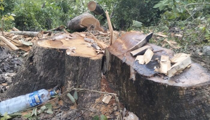 Skandal Penebangan Pohon Hutan Bojonegoro: Warga Dusun Sukun Gondang Geram, Nilai Budaya dan Lingkungan Terancam!