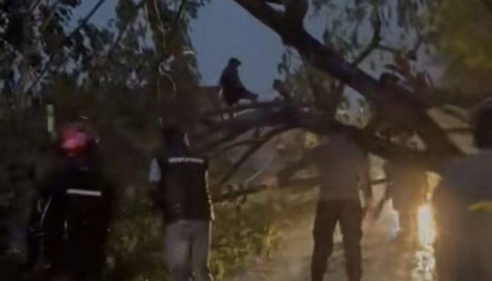 Berkat Laporan 110, Pamapta Polres Bojonegoro Amankan Jalur Gayam dari Pohon Tumbang