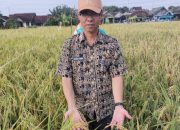 Tembus 8,9 Ton, Demfarm Padi Hibrida di Bumiayu Lampaui Hasil Non-Hibrida