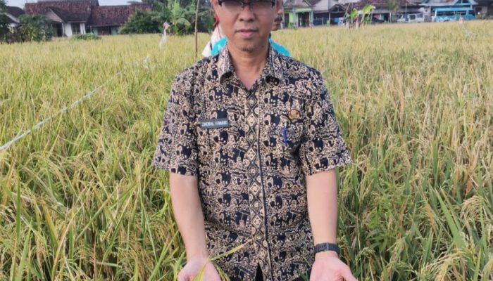 Tembus 8,9 Ton, Demfarm Padi Hibrida di Bumiayu Lampaui Hasil Non-Hibrida