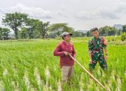 Pendampingan Babinsa, Kunci Sukses Pertanian di Tulungagung