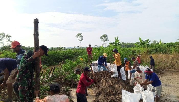 Tanggul Prijetan Jebol, Aksi Cepat Babinsa dan Warga Selamatkan Puluhan Hektar Sawah di Kedungpring