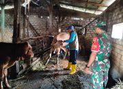 ​Perangi Wabah PMK, Kodim 0812/Lamongan Terjunkan Babinsa Dampingi Sterilisasi Hewan Ternak