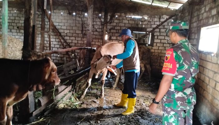 ​Perangi Wabah PMK, Kodim 0812/Lamongan Terjunkan Babinsa Dampingi Sterilisasi Hewan Ternak