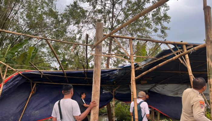 Polsek Krembung Bongkar Arena Sabung Ayam di Lahan Persawahan Desa Ploso