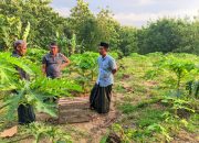 Perkuat Ketahanan Pangan, Imam Sholikin Dorong Ponpes Asy-Syakur Jadi Sentra Agribisnis Pepaya