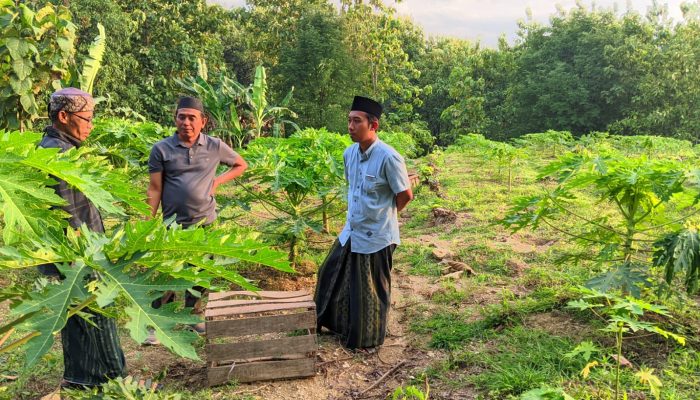 Perkuat Ketahanan Pangan, Imam Sholikin Dorong Ponpes Asy-Syakur Jadi Sentra Agribisnis Pepaya