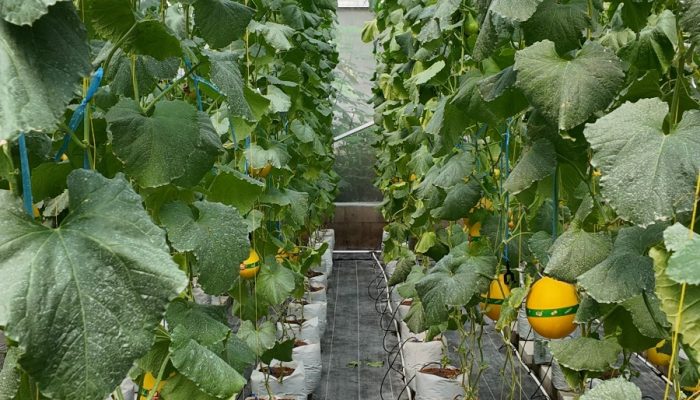 Hadirkan Harapan Baru di Desa Winong: PLN UIP JBTB dan Karang Taruna Sukses Panen Perdana 600 Buah Melon New Kinanti Hidroponik