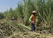 Program Bongkar Ratoon Tebu di Bojonegoro, Wujudkan Swasembada Gula Nasional