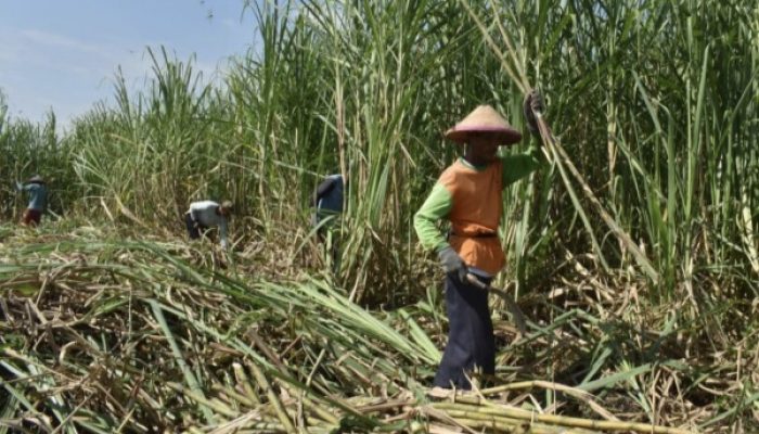Program Bongkar Ratoon Tebu di Bojonegoro, Wujudkan Swasembada Gula Nasional