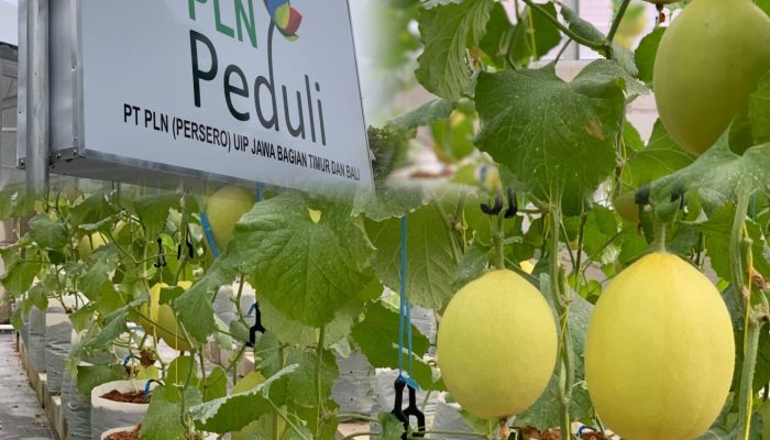 Wujudkan Ketahanan Pangan, PLN UIP JBTB Dorong Budidaya Melon Hidroponik Melalui Pembangunan Greenhouse di Desa Winong Boyolali