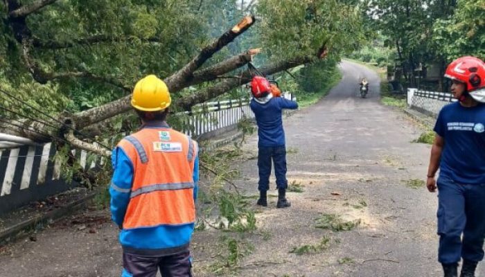 Respons Cepat Damkarmat Bojonegoro Evakuasi Pohon Tumbang di Jalur Ngambon–Tobo