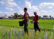 Dukung Ketahanan Pangan, Babinsa di Tulungagung Turun ke Sawah Bantu Pemupukan Padi