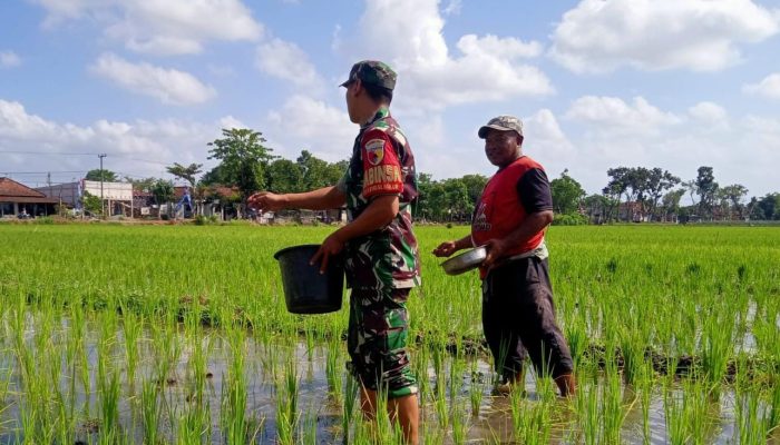 Dukung Ketahanan Pangan, Babinsa di Tulungagung Turun ke Sawah Bantu Pemupukan Padi