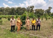 Dorong Ekonomi Petani, DKPP Bojonegoro Salurkan 1.660 Bibit Alpukat di Wilayah Selatan