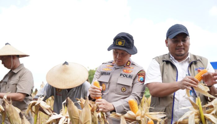 Komitmen Perkuat Ketahanan Pangan, Polres Bojonegoro Gelar Panen Raya Jagung Serentak Kuartal II
