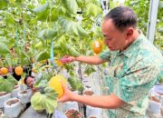 Wujudkan Ketahanan Pangan, PLN UIP JBTB Salurkan Bantuan Program TJSL untuk Petani Milenial Melon di Winong Boyolali
