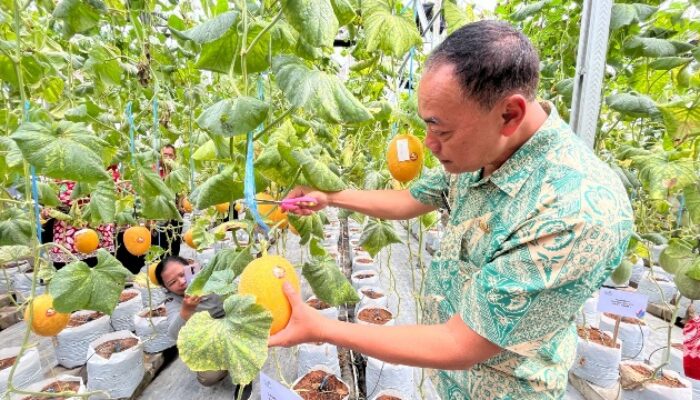 Wujudkan Ketahanan Pangan, PLN UIP JBTB Salurkan Bantuan Program TJSL untuk Petani Milenial Melon di Winong Boyolali