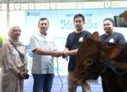 Semangat Berbagi Iduladha 1447 H, PLN UIP JBTB Salurkan Belasan Hewan Kurban untuk Masyarakat