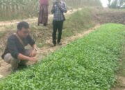 Amankan Produksi Tembakau, Pemkab Bojonegoro Pasok Benih Unggul Gratis Bersertifikat untuk Petani