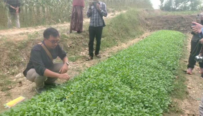 Amankan Produksi Tembakau, Pemkab Bojonegoro Pasok Benih Unggul Gratis Bersertifikat untuk Petani