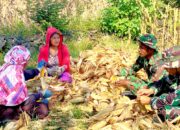 Yonif TP 885 Belibis Putih Bantu Petani Panen Jagung di Bojonegoro