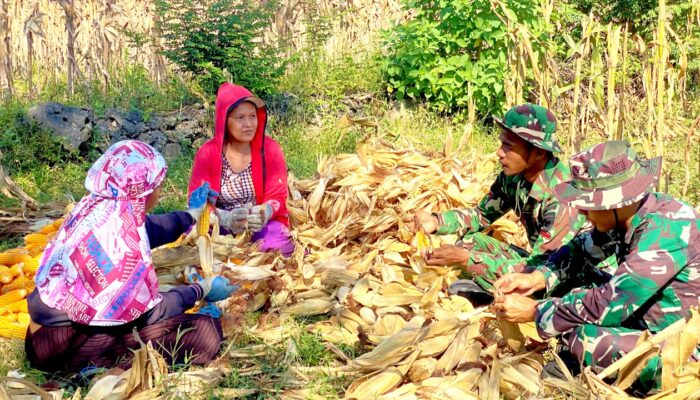 Yonif TP 885 Belibis Putih Bantu Petani Panen Jagung di Bojonegoro