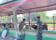 Dukung Ketahanan Pangan, Personel Yonif TP 885/Belibis Putih Laksanakan Pembelajaran Ternak Sapi