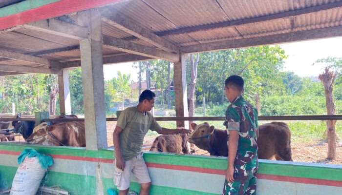 Dukung Ketahanan Pangan, Personel Yonif TP 885/Belibis Putih Laksanakan Pembelajaran Ternak Sapi