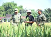 Tembus 8,9 Ton Per Hektare, Danrem 081/DSJ Tinjau Keunggulan Uji Coba Varietas Padi Baru di Ngawi