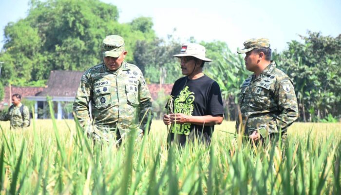 Tembus 8,9 Ton Per Hektare, Danrem 081/DSJ Tinjau Keunggulan Uji Coba Varietas Padi Baru di Ngawi