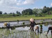 Turun ke Lumpur Sawah Bendiljati Wetan, Serma Agus Prasetiyo Semarakkan Gerakan Swasembada Pangan Nasional