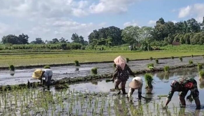 Turun ke Lumpur Sawah Bendiljati Wetan, Serma Agus Prasetiyo Semarakkan Gerakan Swasembada Pangan Nasional