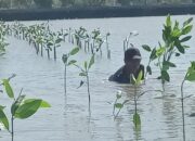 Prestasi PLN UIP JBTB dalam Peringatan Hari Bumi, PLN UIP JBTB Hijaukan Pesisir Gresik Lewat Penanaman 20.000 Bibit Mangrove