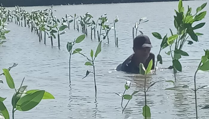 Prestasi PLN UIP JBTB dalam Peringatan Hari Bumi, PLN UIP JBTB Hijaukan Pesisir Gresik Lewat Penanaman 20.000 Bibit Mangrove