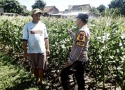 Kawal Ketahanan Pangan di Kediri, Polsek Pare Intensifkan Pendampingan Petani Jagung