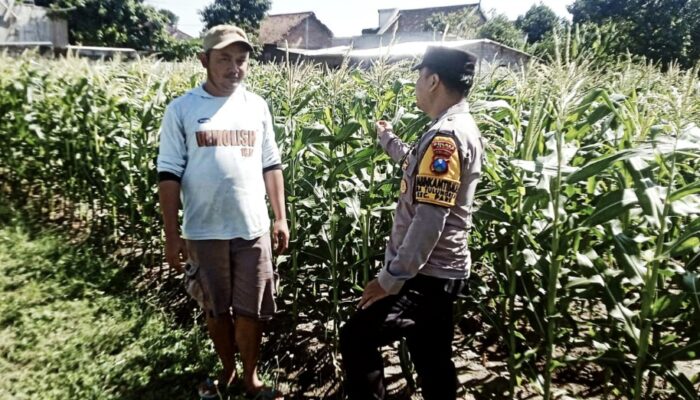 Kawal Ketahanan Pangan di Kediri, Polsek Pare Intensifkan Pendampingan Petani Jagung