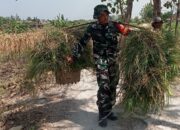 TMMD 129 Bojonegoro: Aksi Nyata Anggota Satgas, Pikulan Rumput Diangkat