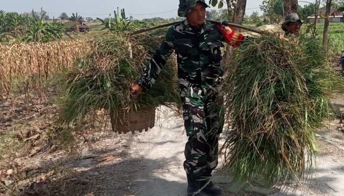 TMMD 129 Bojonegoro: Aksi Nyata Anggota Satgas, Pikulan Rumput Diangkat
