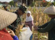 TMMD 129 Bojonegoro: Satgas Turun ke Ladang Bantu Petani Panen Jagung