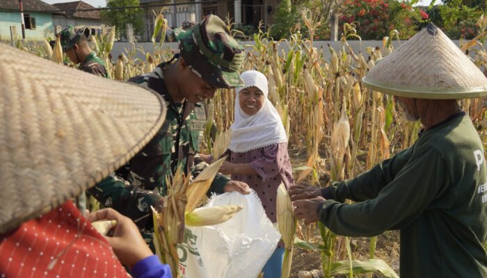 TMMD 129 Bojonegoro: Satgas Turun ke Ladang Bantu Petani Panen Jagung