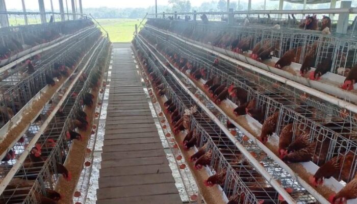 BUMDesa Usaha Bakti Manunggal Kaliombo Kembangkan Ayam Petelur dan Pakan Mandiri