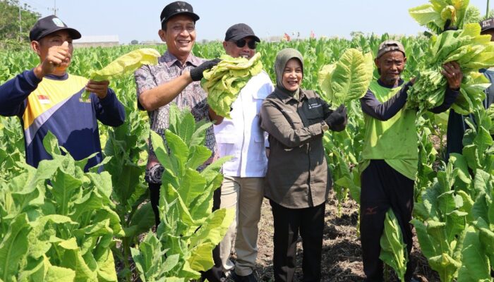 Panen Tembakau di Kepohbaru, Bupati Bojonegoro Siap Lobi Pabrikan Demi Jaga Kestabilan Harga