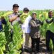 Panen Tembakau di Kepohbaru, Bupati Bojonegoro Siap Lobi Pabrikan Demi Jaga Kestabilan Harga