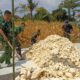 Ketika Peluh Satgas TMMD 129 Bojonegoro dan Warga Menyatu Tanpa Kenal Hari Libur