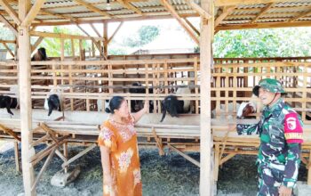 TMMD 129 Bojonegoro: Babinsa Kesongo ‘Sentuh Hati’ Peternak Kambing