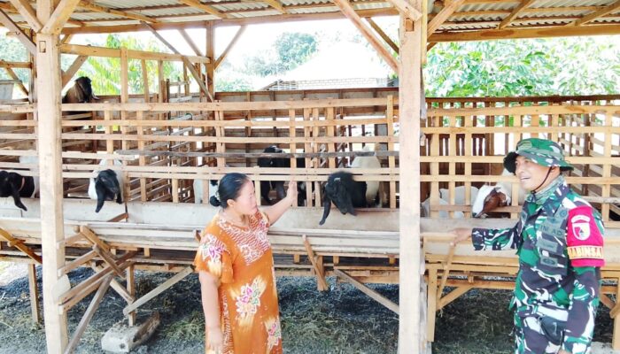 TMMD 129 Bojonegoro: Babinsa Kesongo ‘Sentuh Hati’ Peternak Kambing
