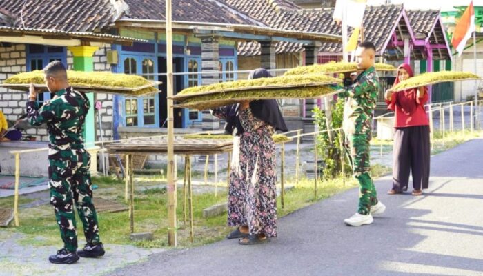 Kemanunggalan di Atas Widik: Cerita Kehangatan Satgas TMMD 129 Bojonegoro Bantu Olah Tembakau Petani Kesongo