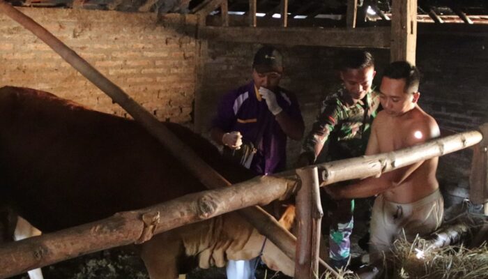 Melampaui Target: TMMD 129 Bojonegoro dan Disnakkan Sentuh Nadi Ekonomi Warga Lewat Layanan Kesehatan Hewan